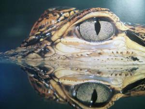 American Alligator eyes