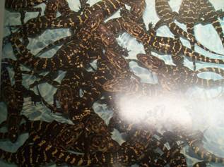 American Alligator Hatchlings