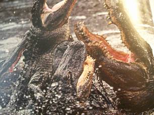 Alligators Feeding