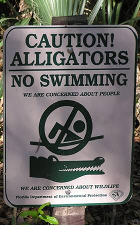 Alligators caution sign