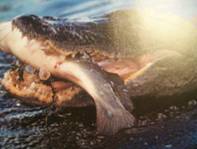 Alligator with food