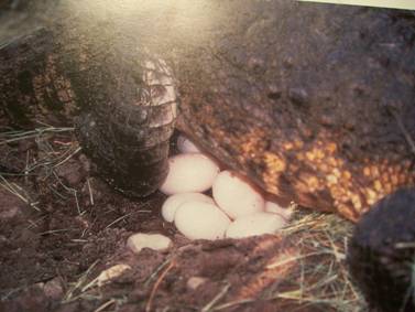 Female alligator lying on eggs