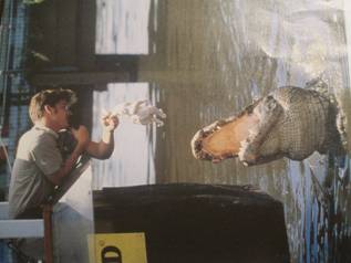 Alligator Feeding
