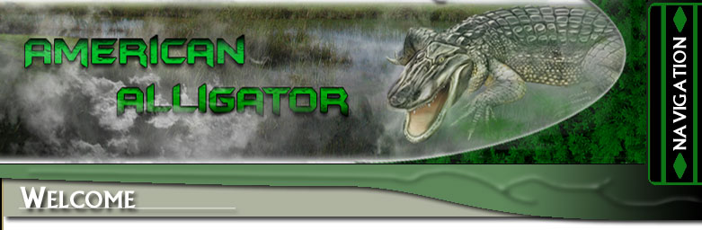 American Alligator