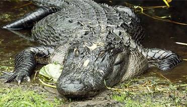 American Alligator